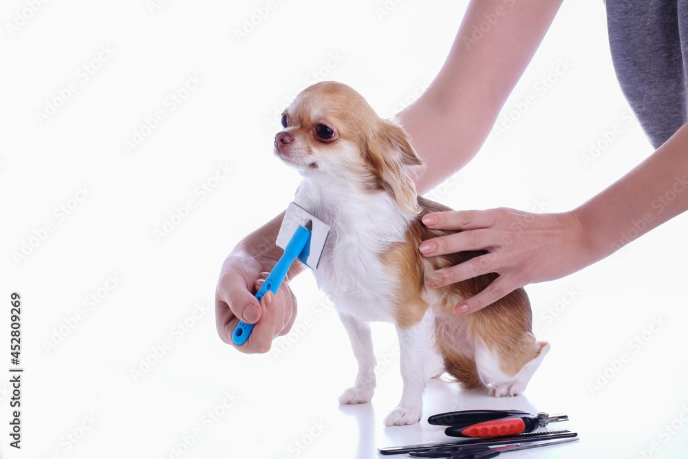 The Chihuahua dog has a haircut. Comb the hair. White background