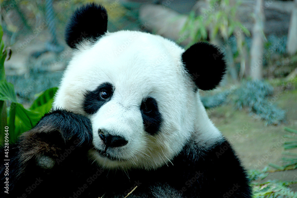 panda panda