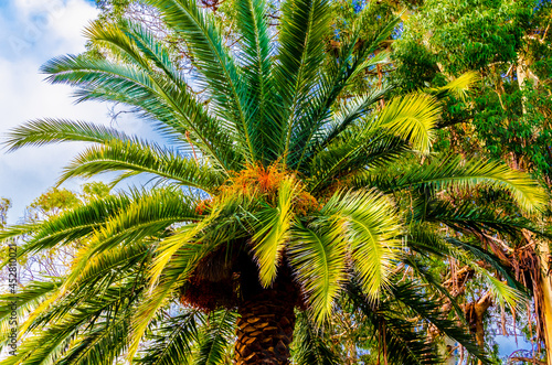 green palm leaves on trees on a sunny day against the blue sky in summer