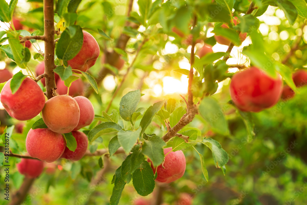 Apple tree close-up on branch full of red apples