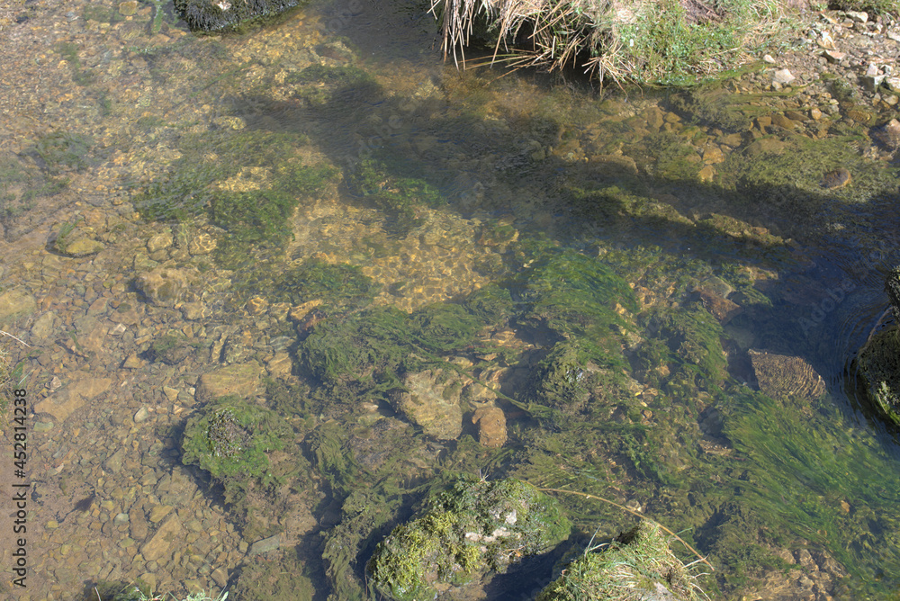 small river in the forest