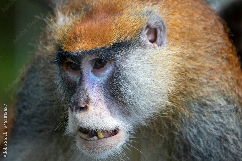 Obraz premium monkey