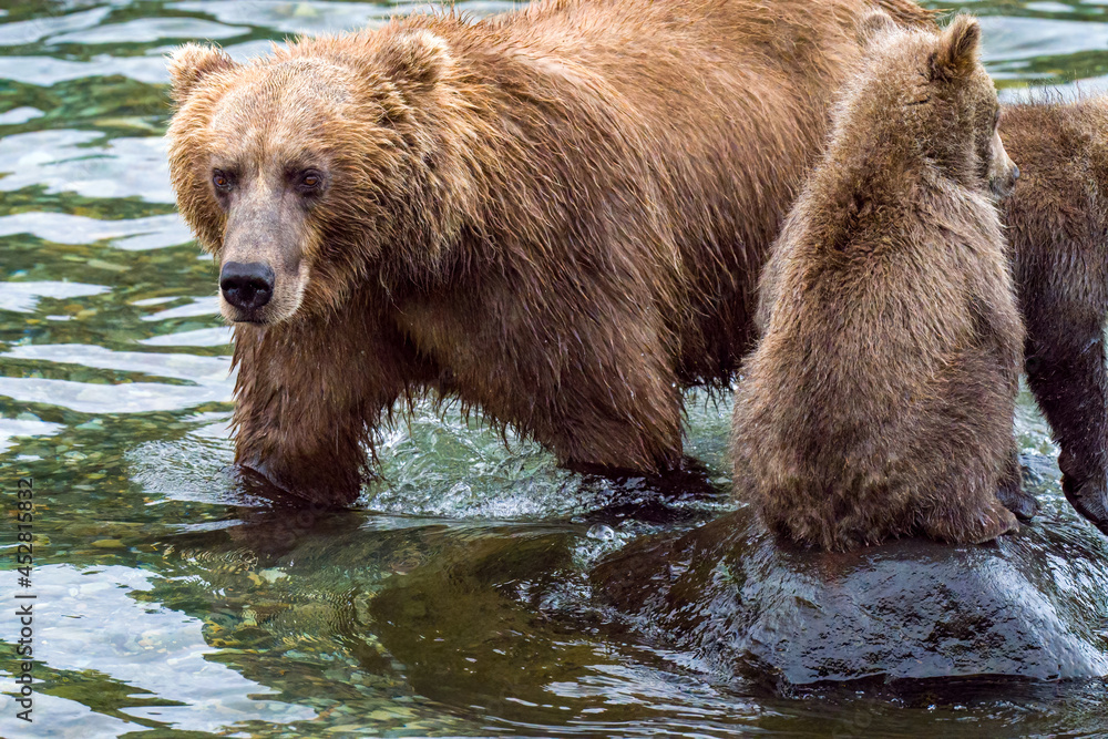 Obraz premium Mother bear and cub