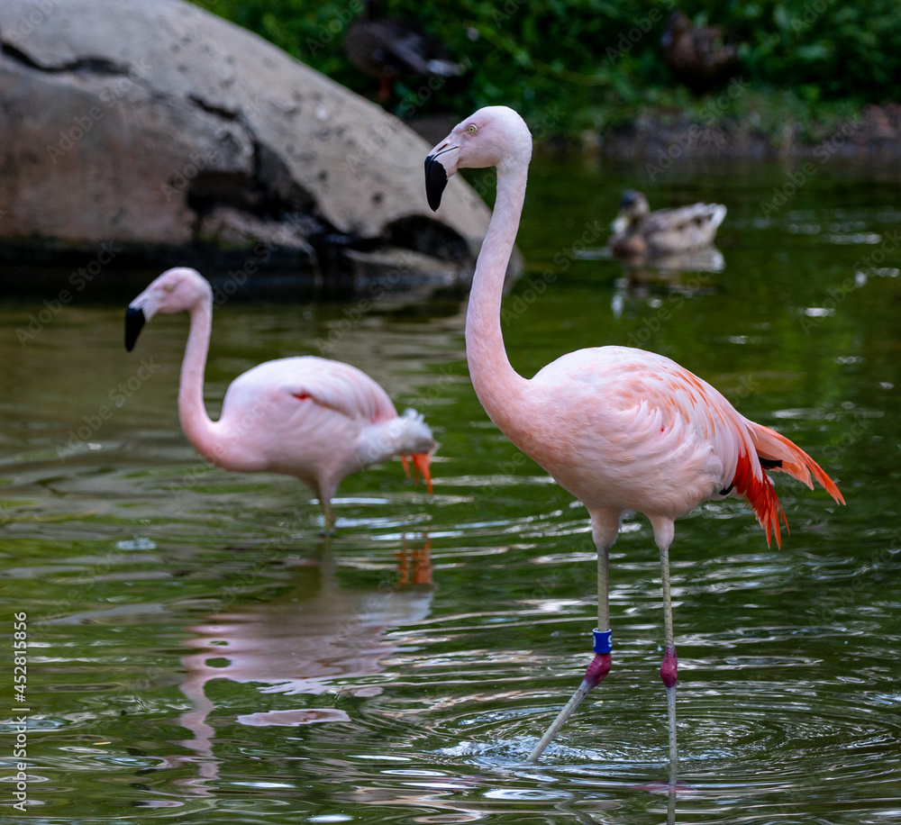 Flamingos Flamingos