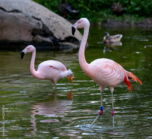 Flamingos