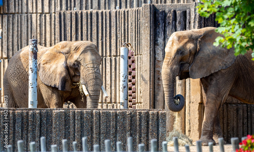 Photography Elephants