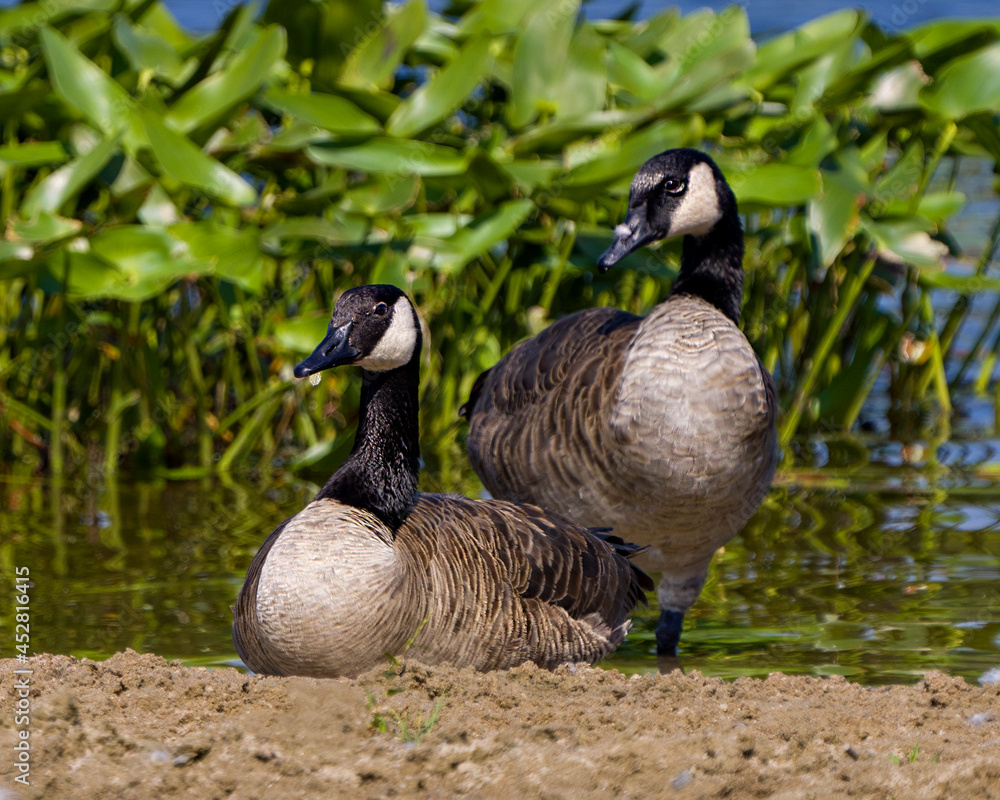Obraz premium Canada Geese Photo and Image. Couple resting by water on the beach with a foliage background in their environment and habitat surrounding. Canadian Goose.