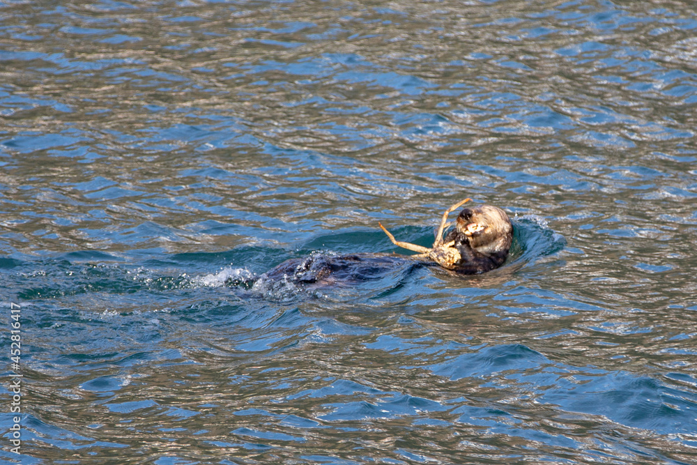 Obraz premium Sea otter [Enhydra lutris] eating a crab in Resurrection Bay in Kenai Fjords National Park on the Kenai peninsula in Seward Alaska United States