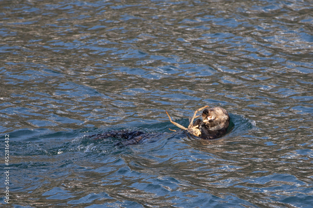 Fototapeta premium Sea otter [Enhydra lutris] eating a crab in Resurrection Bay in Kenai Fjords National Park on the Kenai peninsula in Seward Alaska United States
