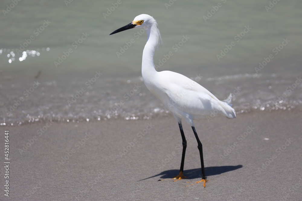 Beach Bird