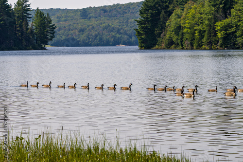 Wallpaper Mural Canada Geese Photo and Image. Canada Geese birds group swimming in their environment and surrounding habitat, with a summer scenery background. Torontodigital.ca