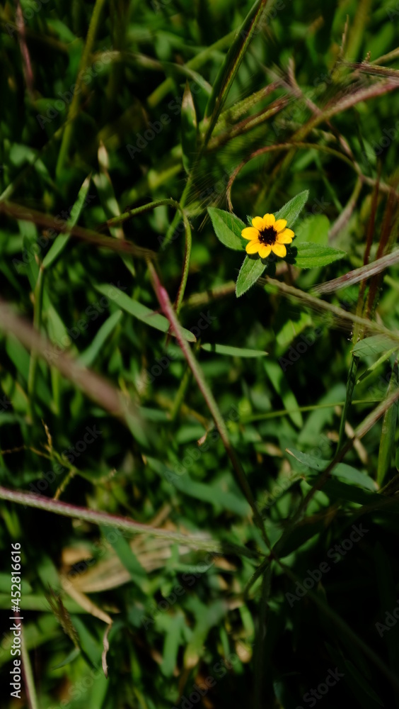 TINY SUNFLOWER TINY SUNFLOWER