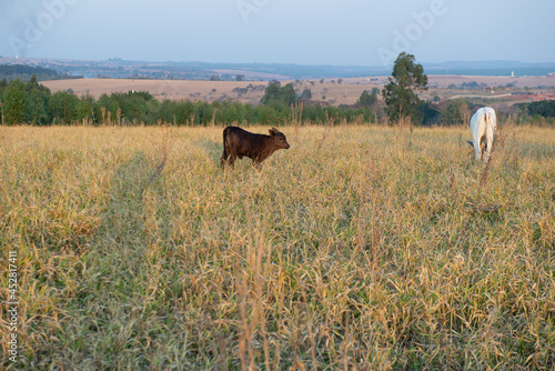 Fototapeta Naklejka Na Ścianę i Meble -  Beef cattle grazing on dry grass during the Brazilian autumn.