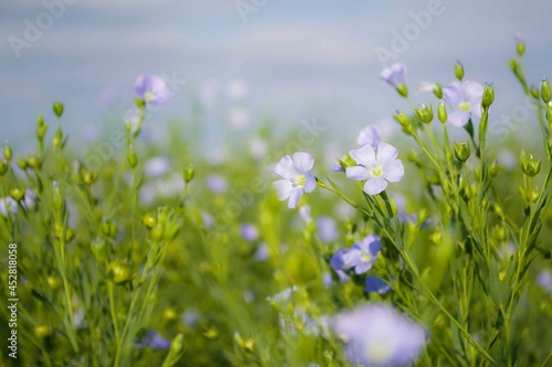 Flax Linum usitatissimum a sea of Flax, or Linseed in flower on a hot summer day in northern France