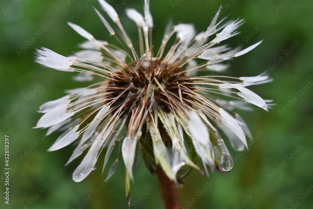 A close up image of wet dandelion seeds covered in rain drops against a green background. A close up image of wet dandelion seeds covered in rain drops against a green background.