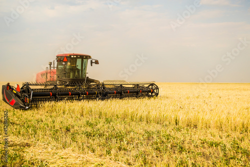 The tractor cuts wheat for haylage  feed for non-GMO cows.