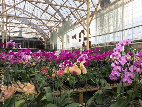flowers in greenhouse