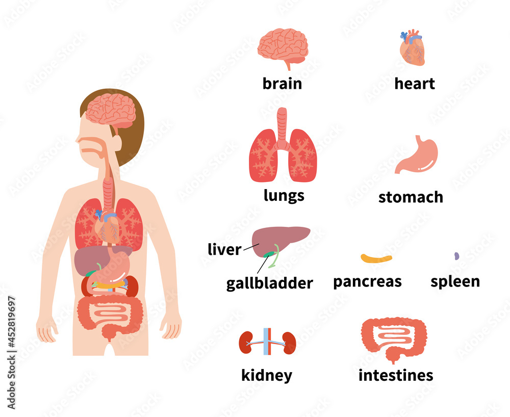 人体の臓器のイメージイラストセット Stock Vector Adobe Stock