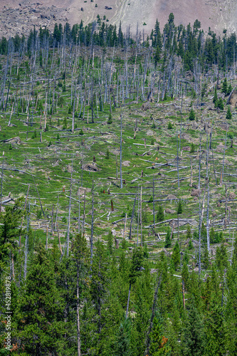 Obraz na plátně Forest recovering from previous wildfire, regrowth with green vegetation among t