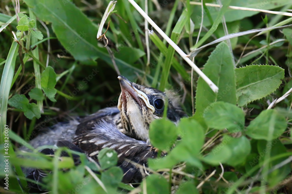 Nestling bird in the grass. Yellow-beaked nestling starling sits in the grass and waiting for parents. Thrown out of the nest to learn to fly. Nestling bird in the grass. Yellow-beaked nestling starling sits in the grass and waiting for parents. Thrown out of the nest to learn to fly.