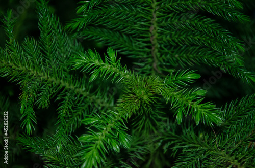 SELECTIVE FOCUS ON GREEN NORFOLK PINE PLANT'S LEAVES.
