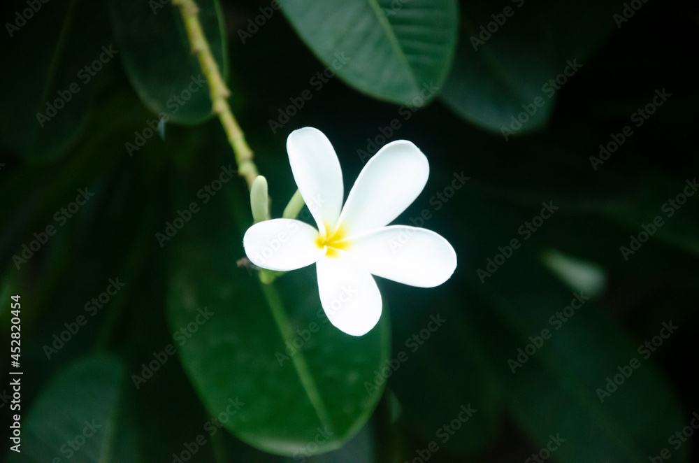 SELECTIVE FOCUS ON SINGLE FRANGIPANI FLOWER WITH GREEN LEAVES WITH BLUR BACKGROUND. SELECTIVE FOCUS ON SINGLE FRANGIPANI FLOWER WITH GREEN LEAVES WITH BLUR BACKGROUND.