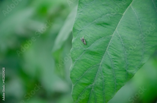 SELECTIVE FOCUS ON BLOWFLIES MATING ON THE GREEN LEAF.