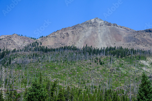 Fotografie Forest recovering from previous wildfire, regrowth with green vegetation among t