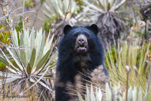 Andino Bear, Páramo de Chingaza, Colombia photo