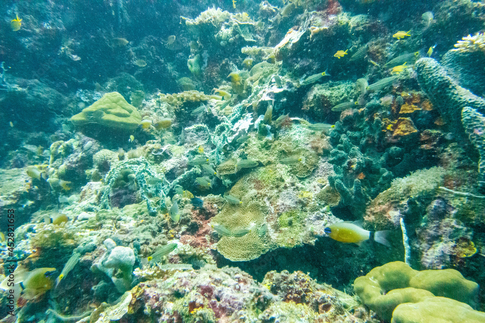 Fototapeta premium フィリピン、セブ島、マクタン島周辺でダイビングした時に見られる生き物や景色 Creatures and scenery you can see when you dive around Cebu, Mactan Island, Philippines 