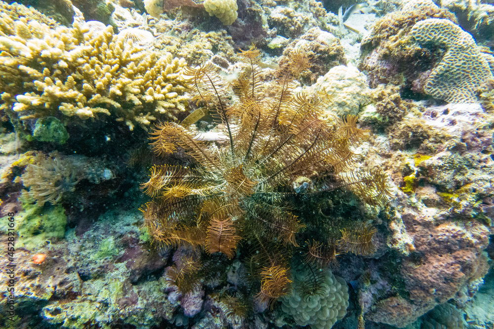 フィリピン、セブ島、マクタン島周辺でダイビングした時に見られる生き物や景色 Creatures and scenery you can see when you dive around Cebu, Mactan Island, Philippines フィリピン、セブ島、マクタン島周辺でダイビングした時に見られる生き物や景色 Creatures and scenery you can see when you dive around Cebu, Mactan Island, Philippines