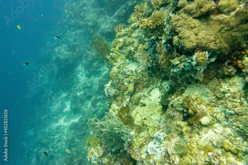 フィリピン、セブ島、マクタン島周辺でダイビングした時に見られる生き物や景色 Creatures and scenery you can see when you dive around Cebu, Mactan Island, Philippines 