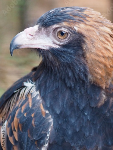 Proud majestic Black-Breasted Buzzard.