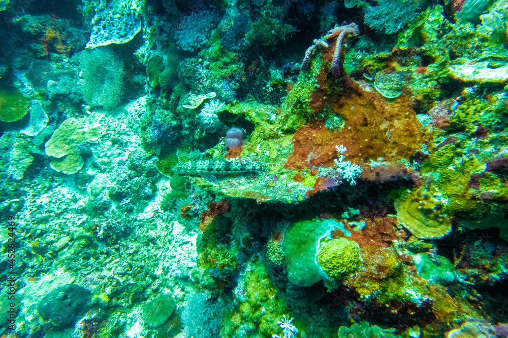 フィリピンのボホール島近くにあるカビラオ島でダイビングしている風景 Scenery of diving in Cabilao Island, near Bohol Island, Philippines. フィリピンのボホール島近くにあるカビラオ島でダイビングしている風景 Scenery of diving in Cabilao Island, near Bohol Island, Philippines.
