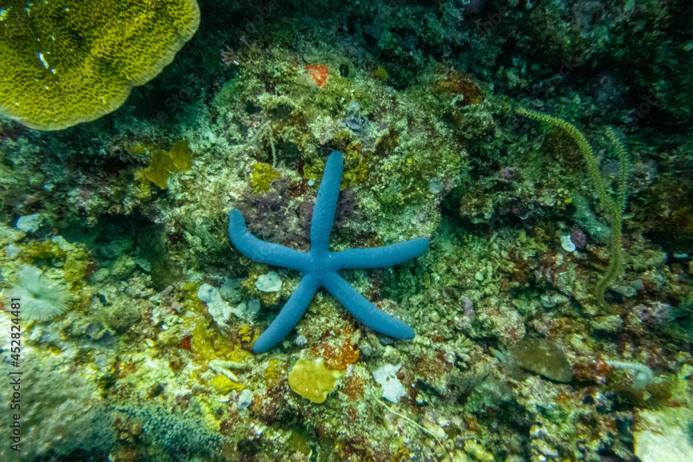 フィリピンのボホール島近くにあるカビラオ島でダイビングしている風景 Scenery of diving in Cabilao Island, near Bohol Island, Philippines. フィリピンのボホール島近くにあるカビラオ島でダイビングしている風景 Scenery of diving in Cabilao Island, near Bohol Island, Philippines.