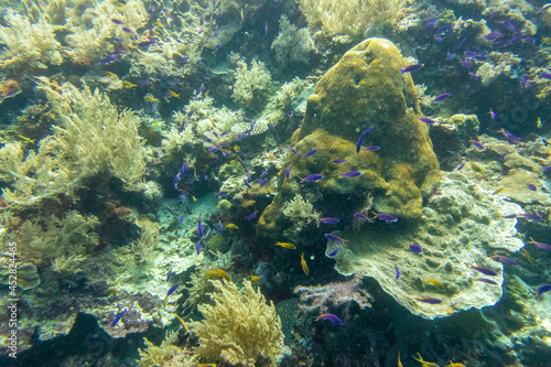                                                                                                     Scenery of diving in Cabilao Island  near Bohol Island  Philippines. 