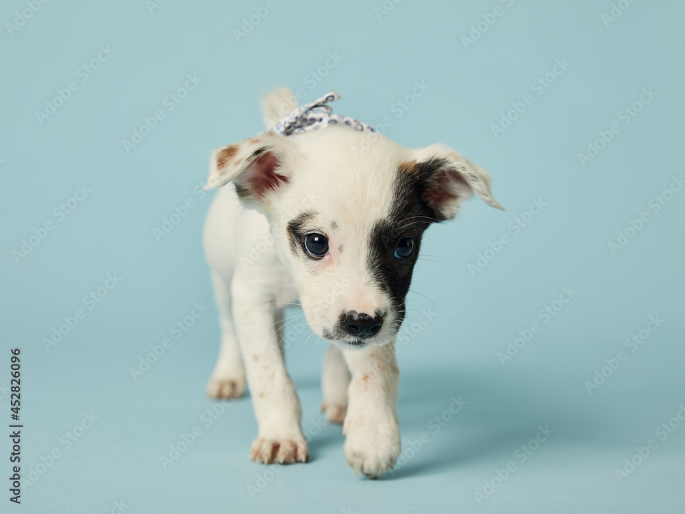Fototapeta premium Black and white puppy portrait isolated on light blue background.