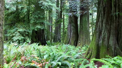 macmillan provincial park vancouver island