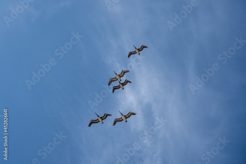 Pelicans flying against blue sky © LeePhotos
