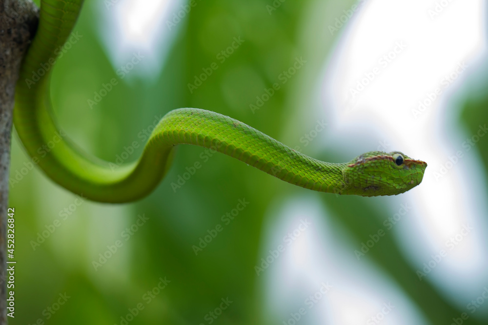 Snake at the Forest Snake at the Forest