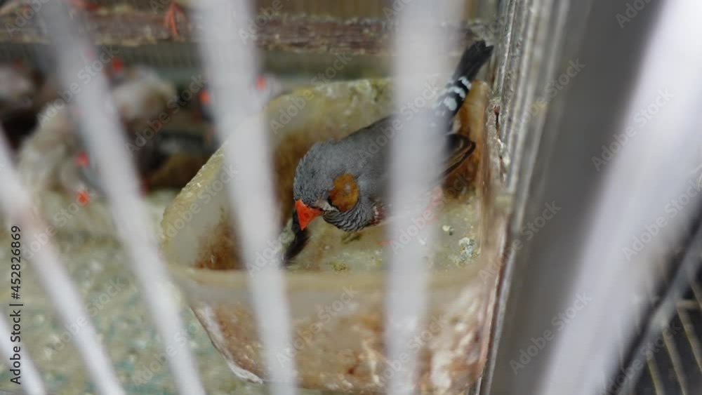 Zebra finch and white finch (CFW) birds of different colors are eating ...