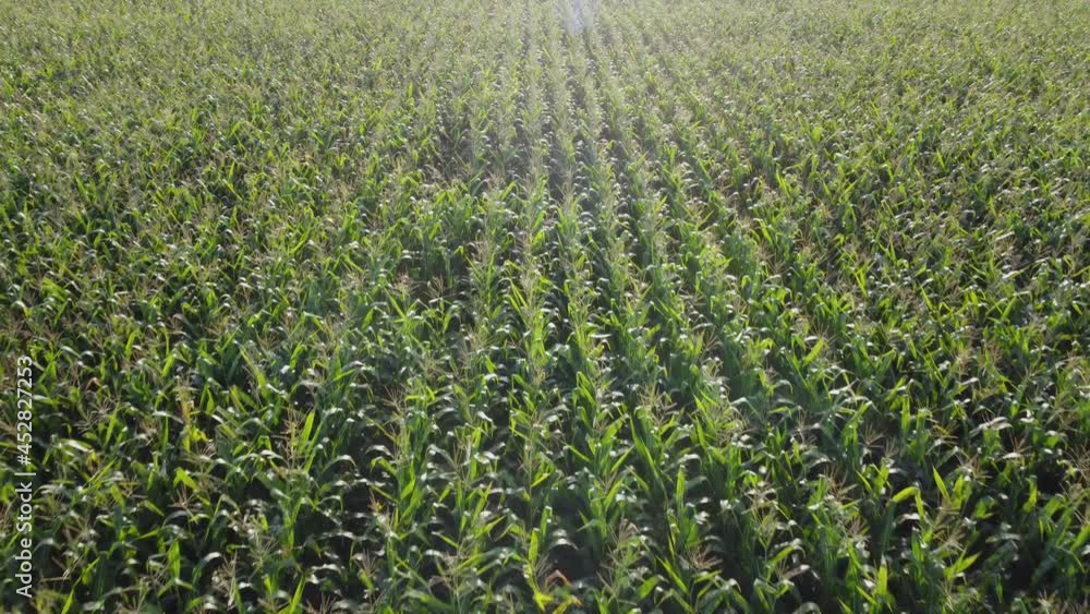 Corn field, flight over the cream of corn stalks, excellent growth, good corn harvest, ripening of the corn field. Corn field, flight over the cream of corn stalks, excellent growth, good corn harvest, ripening of the corn field.