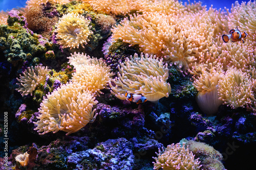 Fototapeta Naklejka Na Ścianę i Meble -  Clown fish swim in bubble anemones in a marine aquarium (Amphiprion). Marine and ocean background..