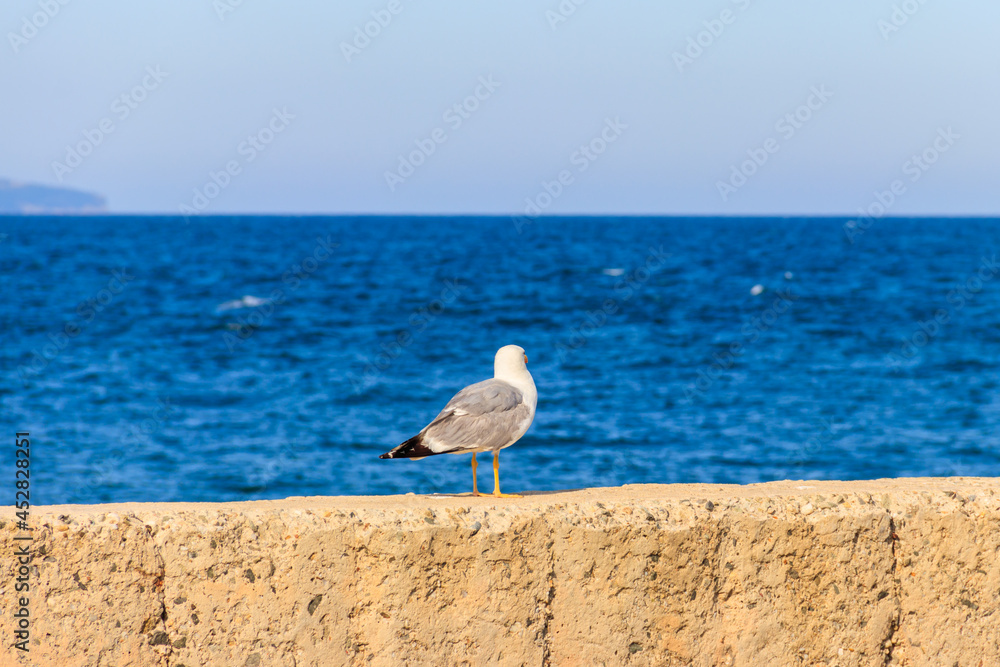 Portrait of the seagull against the Black sea Portrait of the seagull against the Black sea