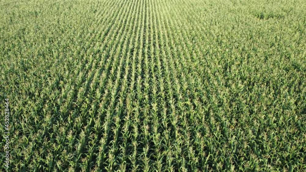 Green field of corn, industrial crops in agricultural fields Green field of corn, industrial crops in agricultural fields