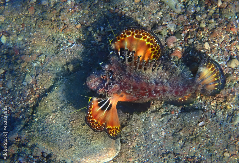 Devil or Two-Stick Sting-fish , scientific name is Inimicus filamentosus, family Synanceiidae , lives solitary, moves by crawling with aid of pectoral fins, fin spines are venomous, Sinai, Red Sea Devil or Two-Stick Sting-fish , scientific name is Inimicus filamentosus, family Synanceiidae , lives solitary, moves by crawling with aid of pectoral fins, fin spines are venomous, Sinai, Red Sea