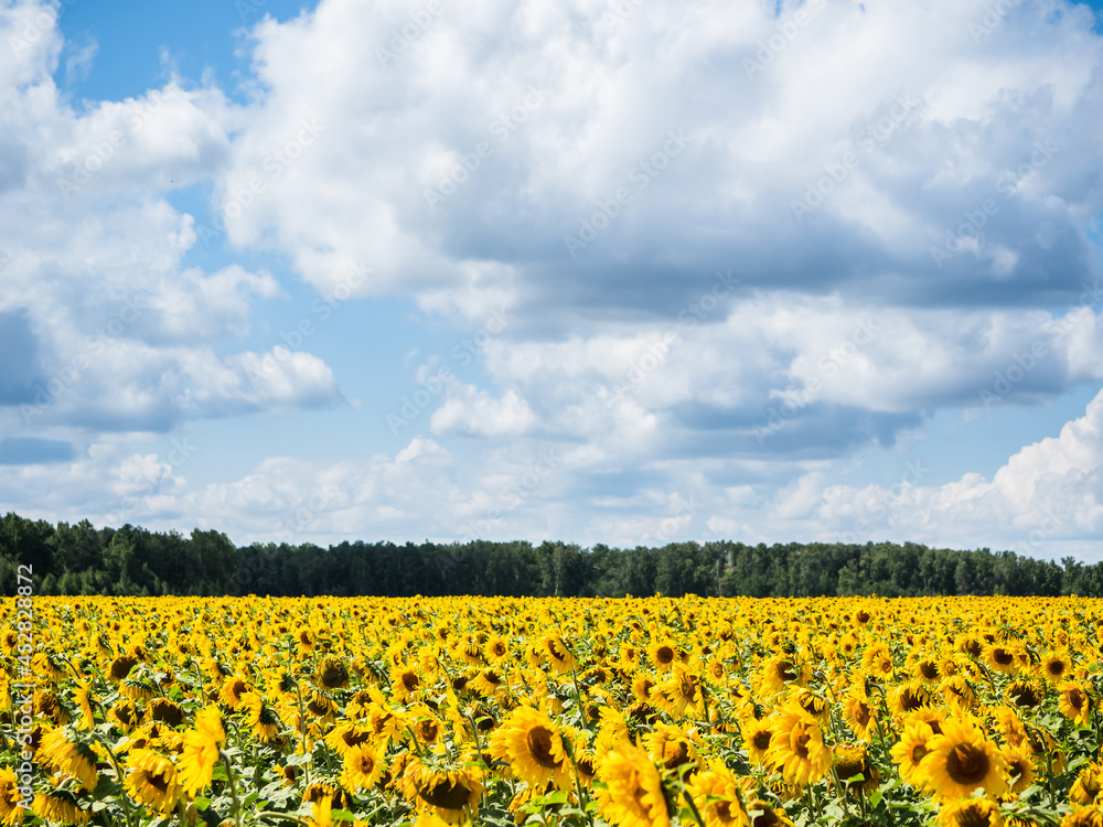 A field of yellow sunflowers against the background of clouds and forests A field of yellow sunflowers against the background of clouds and forests