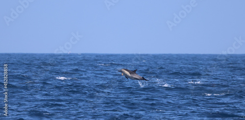 dolphin jumping into the sea