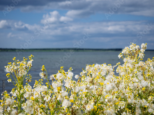 A picturesque view of the blue lake with bright yellow and white flowers on the shore. Natural beautiful background or screensaver