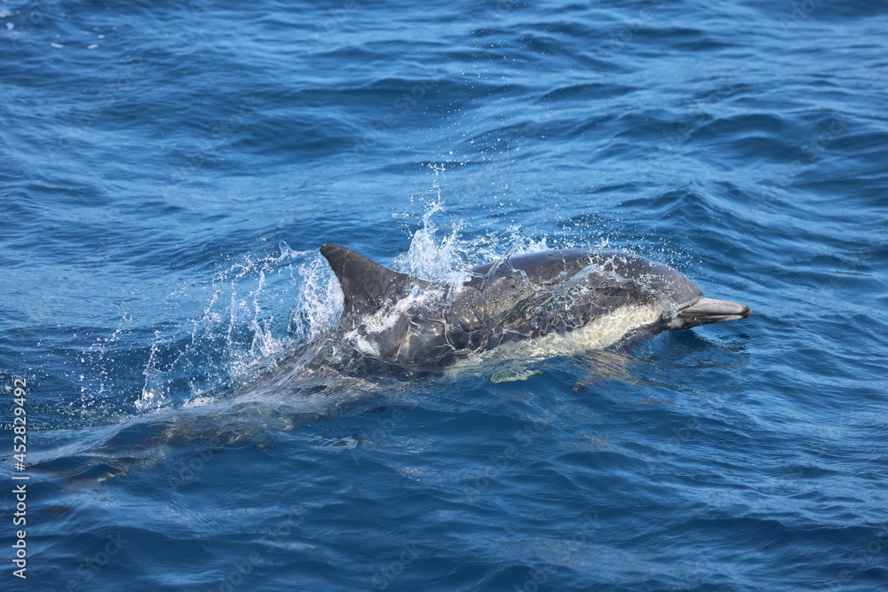 Naklejka premium dolphin in the water